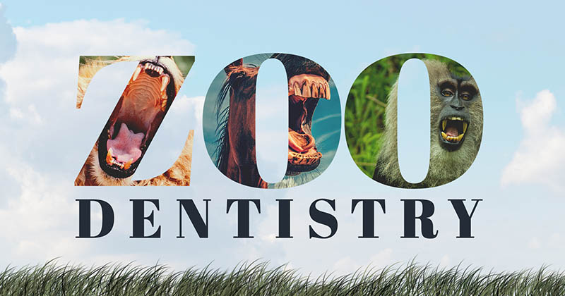 Text as image 'Zoo dentistry' with pictures of various animals opening their mouth and showing teeth