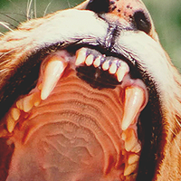 Open lion mouth showing teeth